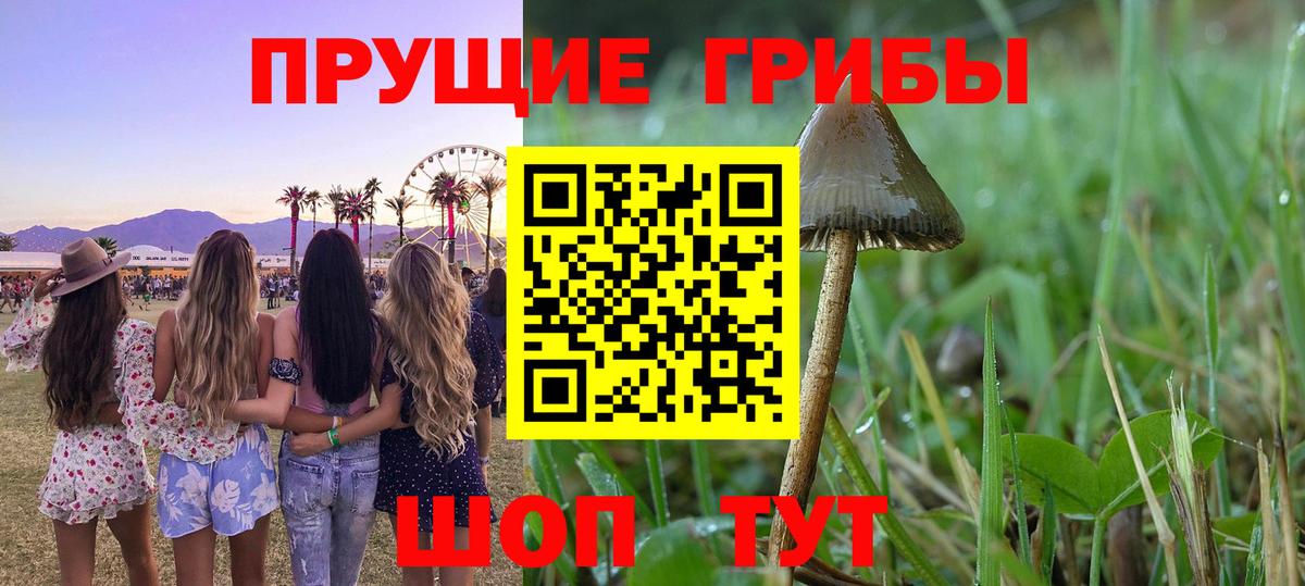Псилоцибиновые грибы GOLDEN TEACHER Луховицы